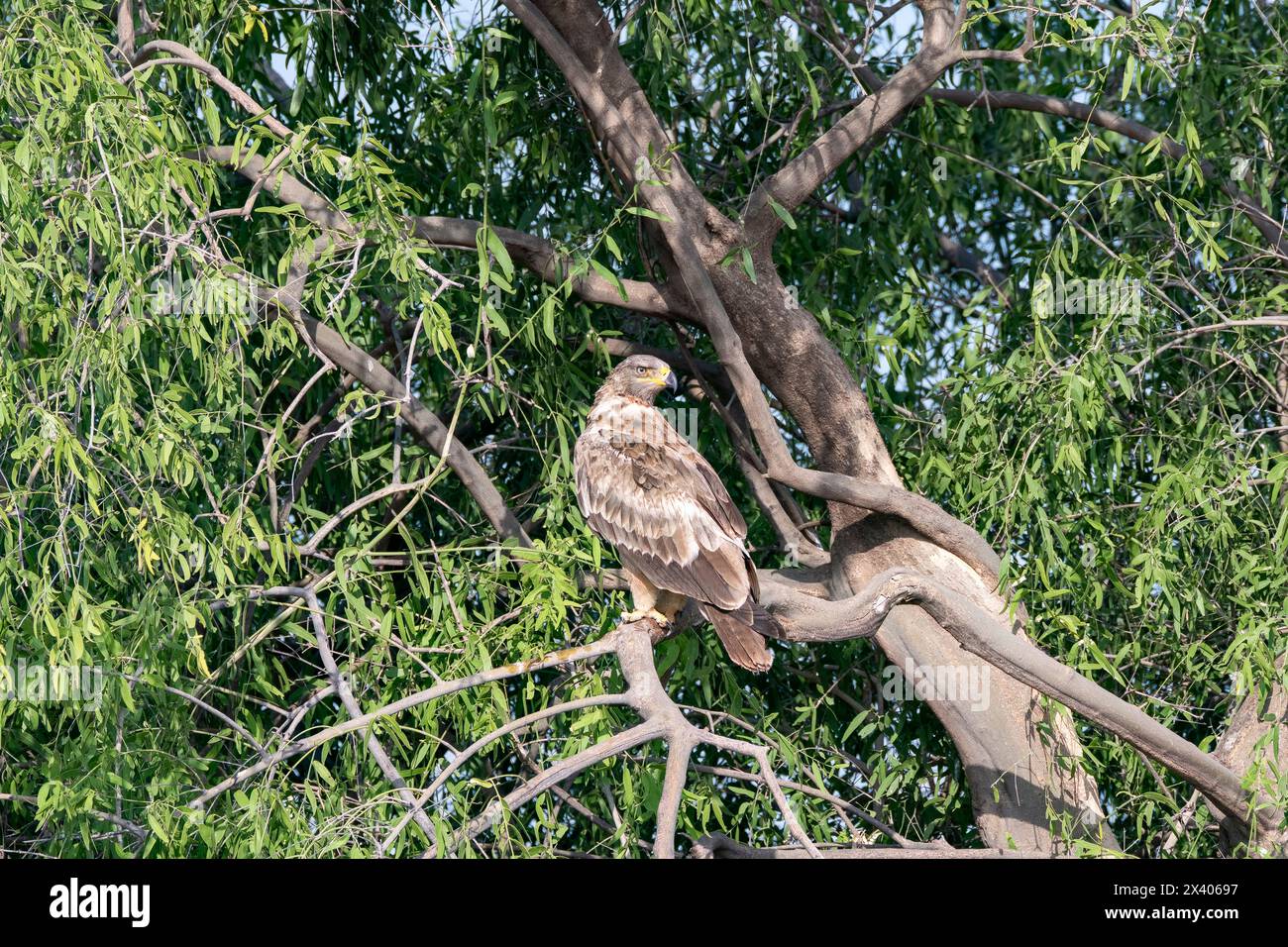 Un aigle botté perché au sommet d'un arbre à l'intérieur du sanctuaire de blackbuck de Tal chappar lors d'un safari animalier Banque D'Images