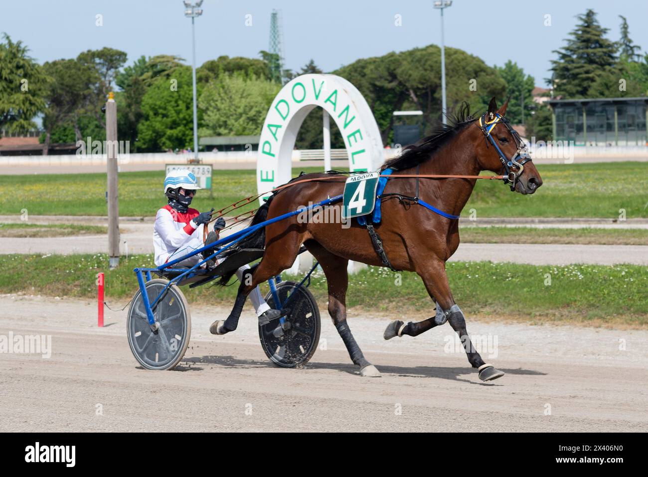 Cheval numéro 4 et le jockey en sulky sur la piste de Padovanelle à padoue, en italie pendant les tours d'échauffement avant la course de trot Banque D'Images