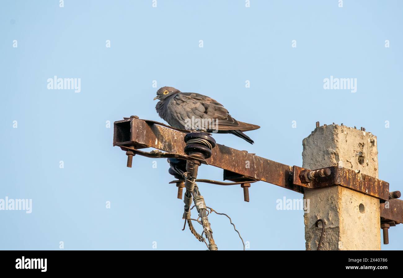 Un pigeon aux yeux jaunes perché sur le dessus d'un lampadaire à la périphérie de Bikaner, Rajasthan lors d'un voyage d'observation des oiseaux Banque D'Images
