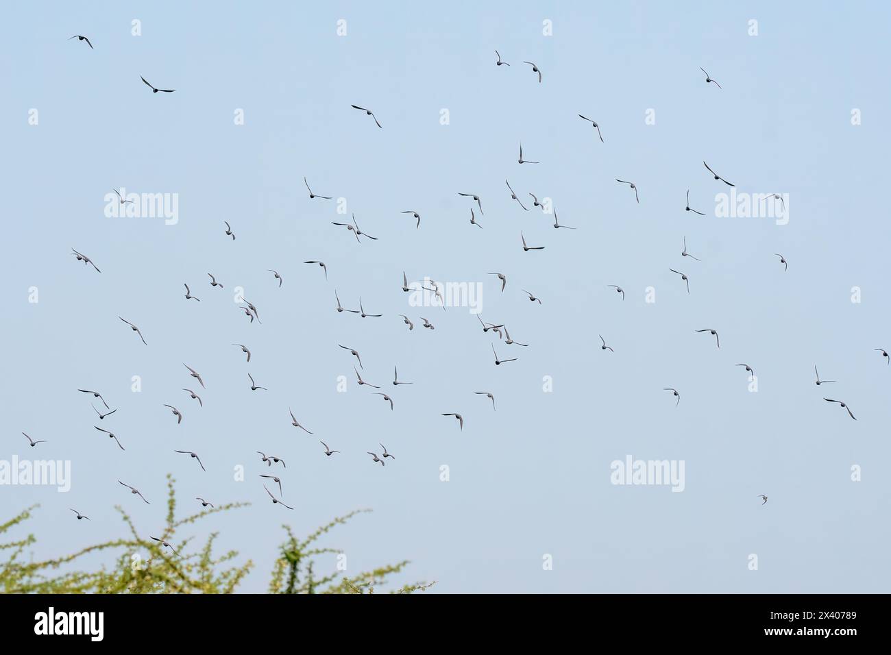Un troupeau de pigeon de roche et de pigeon aux yeux jaunes perché sur le dessus d'un lampadaire à la périphérie de Bikaner, Rajasthan lors d'un voyage d'observation des oiseaux Banque D'Images
