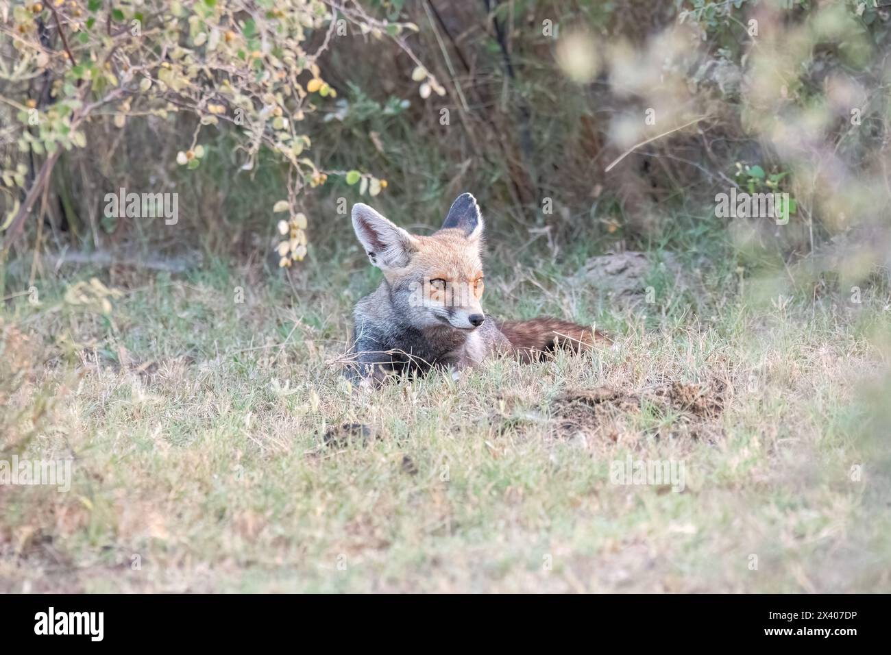 Renard du désert indien se reposant à l'ombre d'un buisson à l'intérieur du sanctuaire de blackbuck de Tal chappar lors d'un safari animalier Banque D'Images