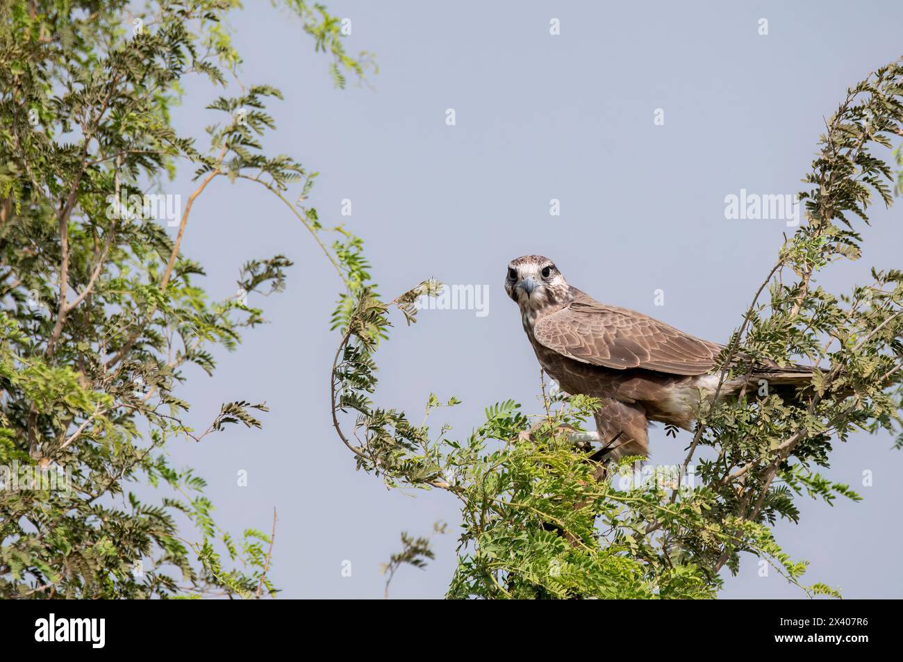 Un faucon laggar perché au sommet d'un arbre dans les prairies du sanctuaire de blackbuck tal chappar lors d'un safari animalier Banque D'Images
