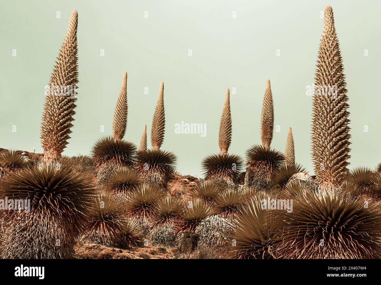 Plantes Puya raimondii très haut dans les Andes péruviennes, l'Amérique du Sud. Banque D'Images