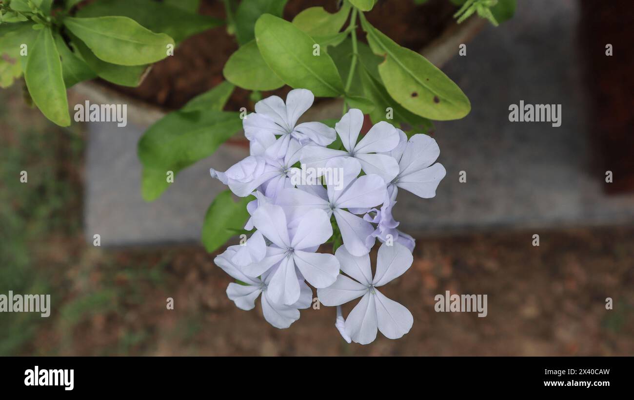 Plumbago auriculata ou cape plomb wort ou Blue plumbagi plante d'arbuste à fleurs. Feuillage de bouquet de fleurs de couleur bleue Banque D'Images