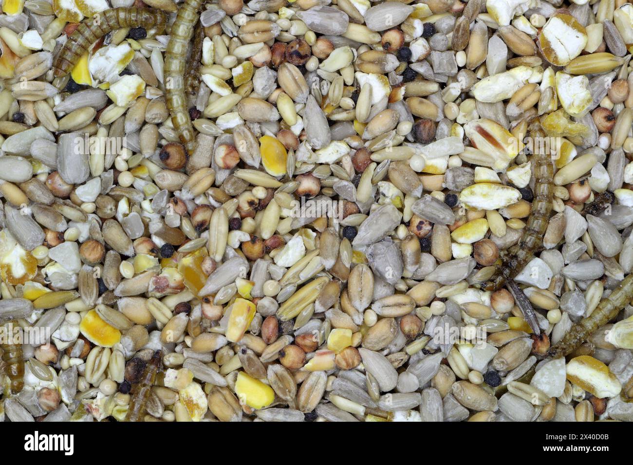 Graine alimentaire pour oiseaux sauvages Banque D'Images