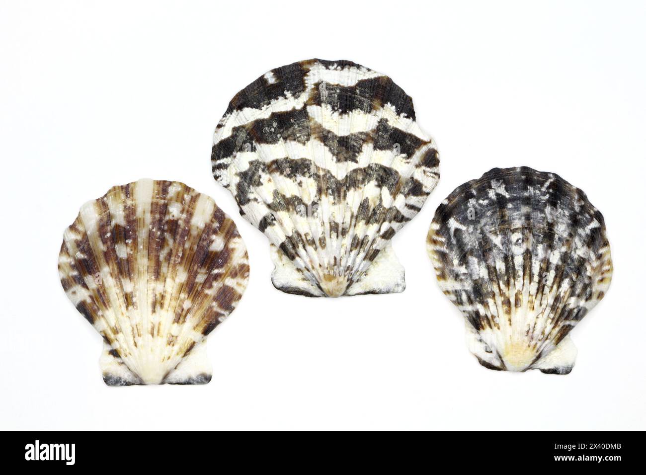 Trois 3 coquillages encore de la vie sur fond blanc Banque D'Images