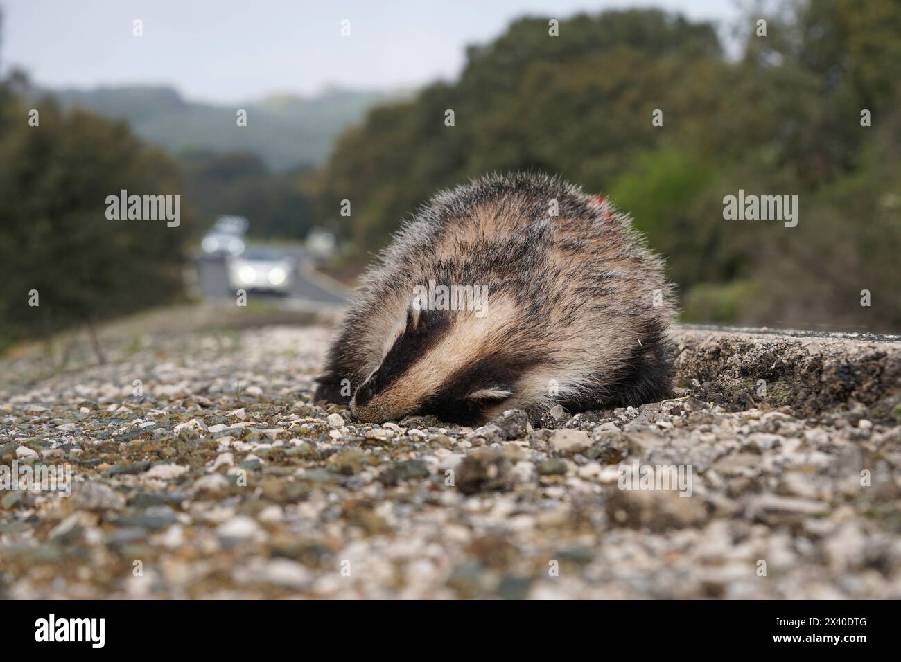 Blaireau européen (Meles meles) mort au bord de la route, avec trafic arrivant, Espagne. Banque D'Images