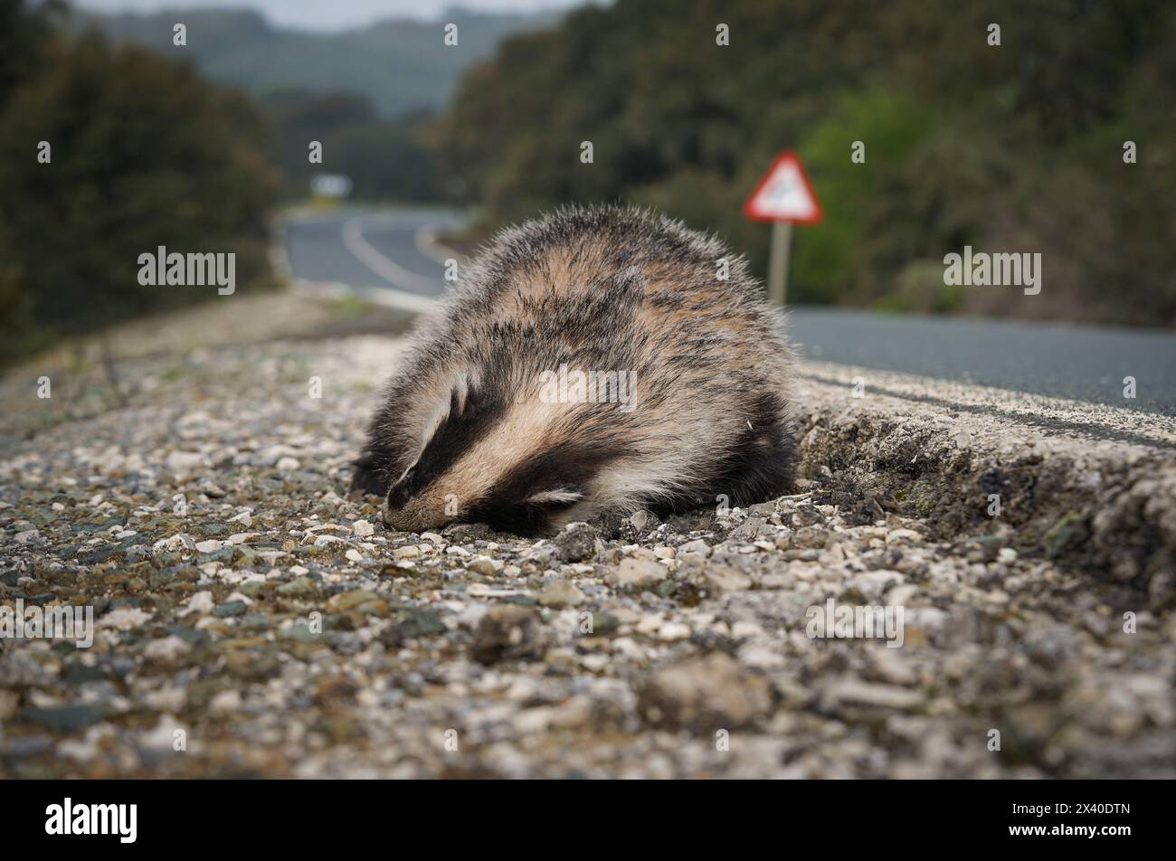 Blaireau européen (Meles meles) mort sur le bord de la route, Espagne. Banque D'Images