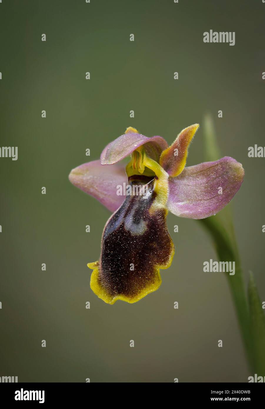 Ophrys × sancti-leonardi, Ophrys x juarezi Orchidée hybride avec ses parents Ophrys Lupercalis x Ophrys tenthredinifera, Andalousie, Espagne. Banque D'Images