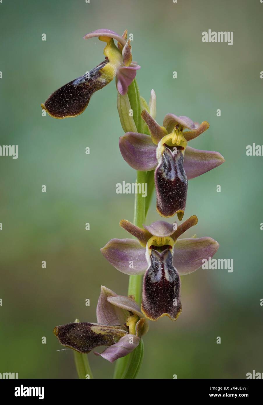 Ophrys × sancti-leonardi, Ophrys x juarezi Orchidée hybride avec ses parents Ophrys Lupercalis x Ophrys tenthredinifera, Andalousie, Espagne. Banque D'Images