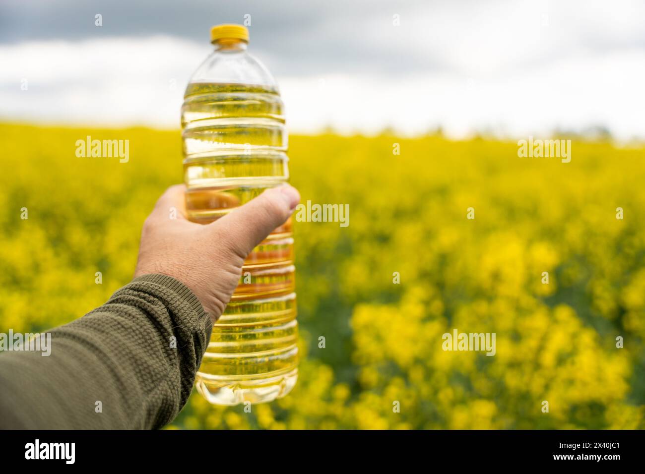 Une bouteille d'huile de colza dans une main sur le fond d'un champ de colza à floraison jaune. Une bouteille d'huile de colza et des champs de colza en fleurs. Banque D'Images