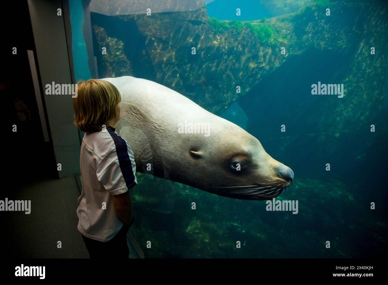 Garçon regarde un lion de mer Alaska Steller (Eumetopias jubata) dans un aquarium ; Seward, Alaska, États-Unis d'Amérique Banque D'Images