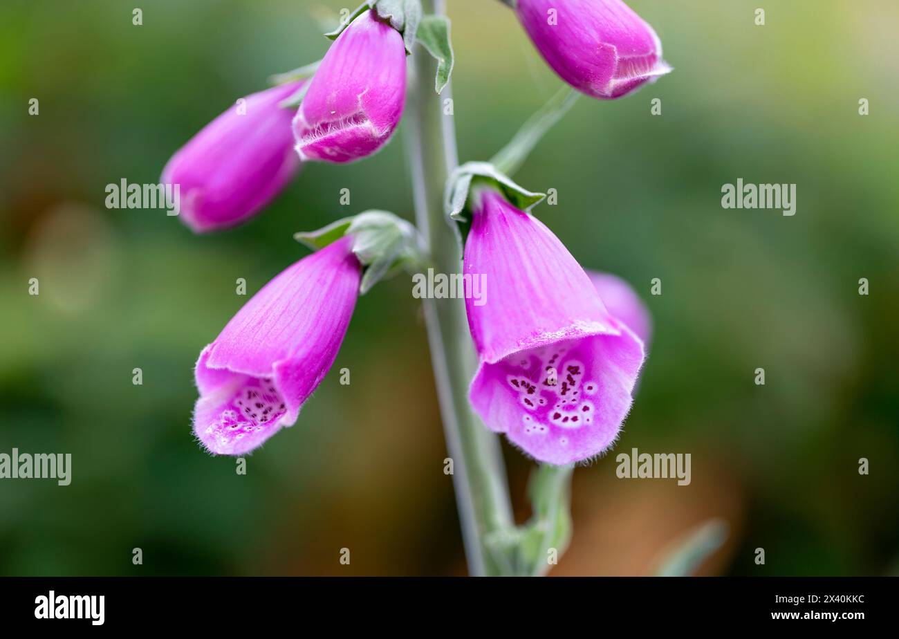 Gros plan de fleurs mauves, foxglove (Digitalis) poussant dans la région du Delta en Colombie-Britannique ; Delta, Colombie-Britannique, Canada Banque D'Images