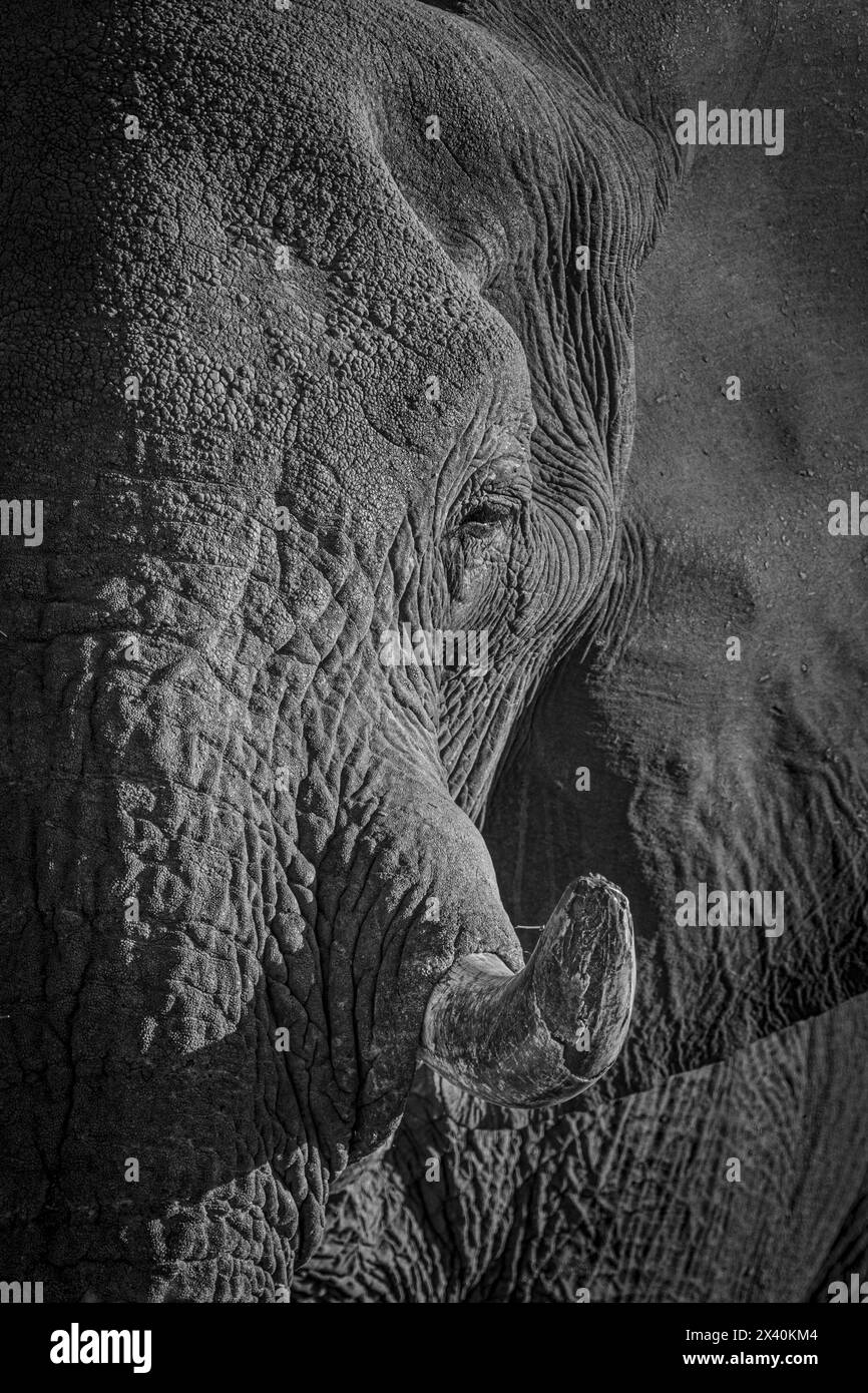 Gros plan d'un visage d'éléphant d'Afrique (Loxodonta) ; parc Erinidi, région d'Erongo, Namibie Banque D'Images