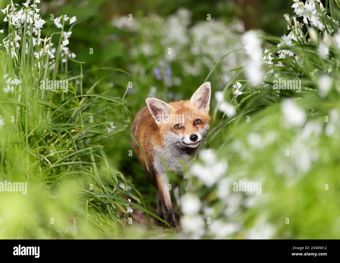 Gros plan d'un renard roux parmi des fleurs blanches au printemps Banque D'Images
