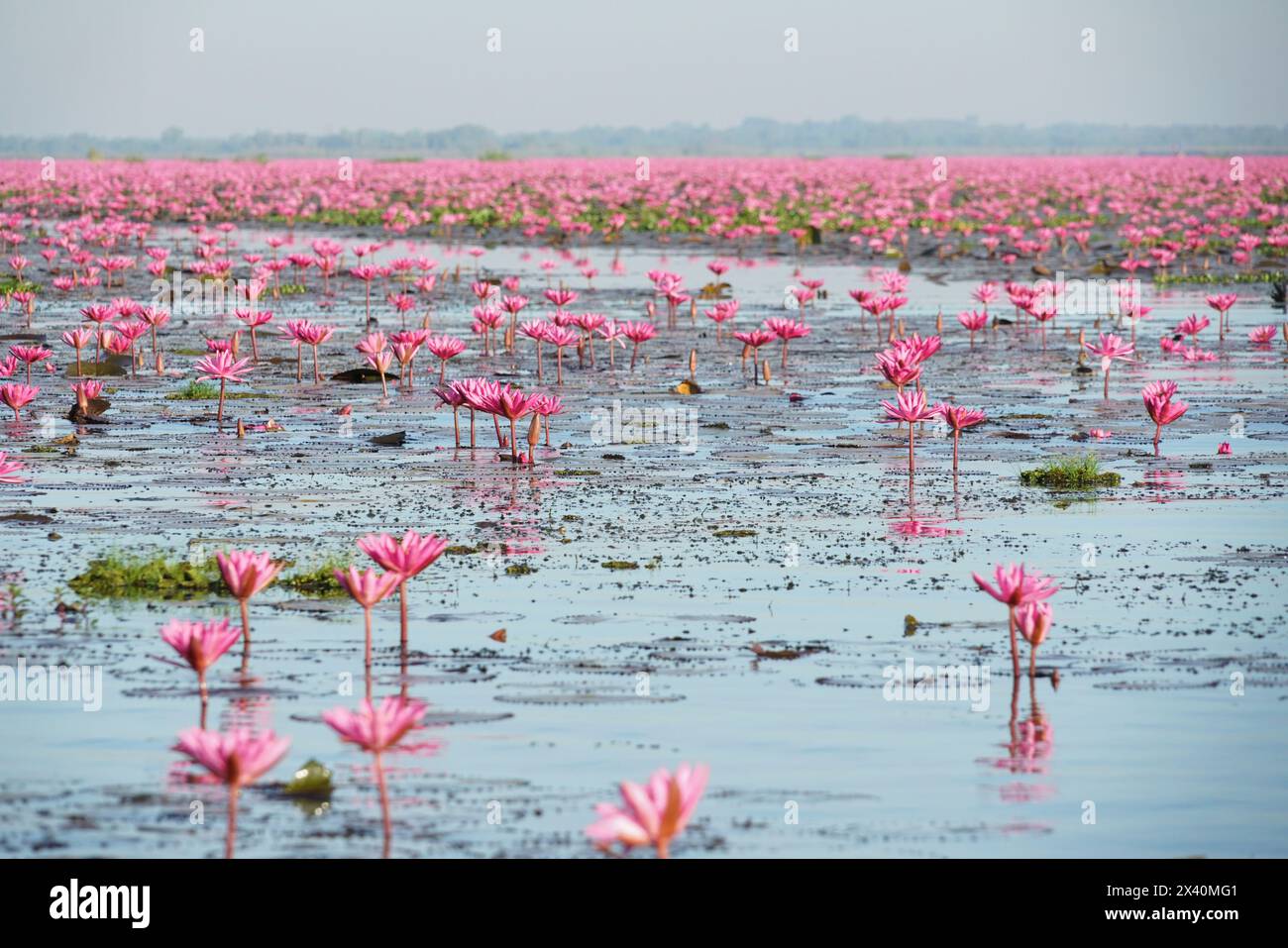 Nénuphars roses (Nymphaeaceae) en pleine floraison; lac des nénuphars roses, Udon Thani, Thaïlande Banque D'Images