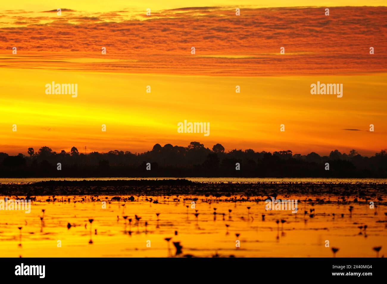 Beau lever de soleil doré sur le lac du Lotus Rose ; Udon Thani, Thaïlande Banque D'Images