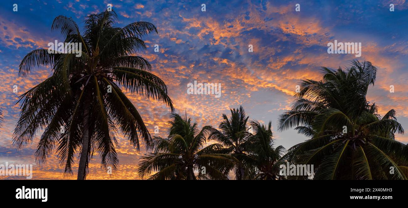 Vue de palmiers contre un ciel bleu avec des nuages roses au coucher du soleil à Cayo Guillermo ; Cayo Guillermo, Jardines del Rey, Cuba Banque D'Images