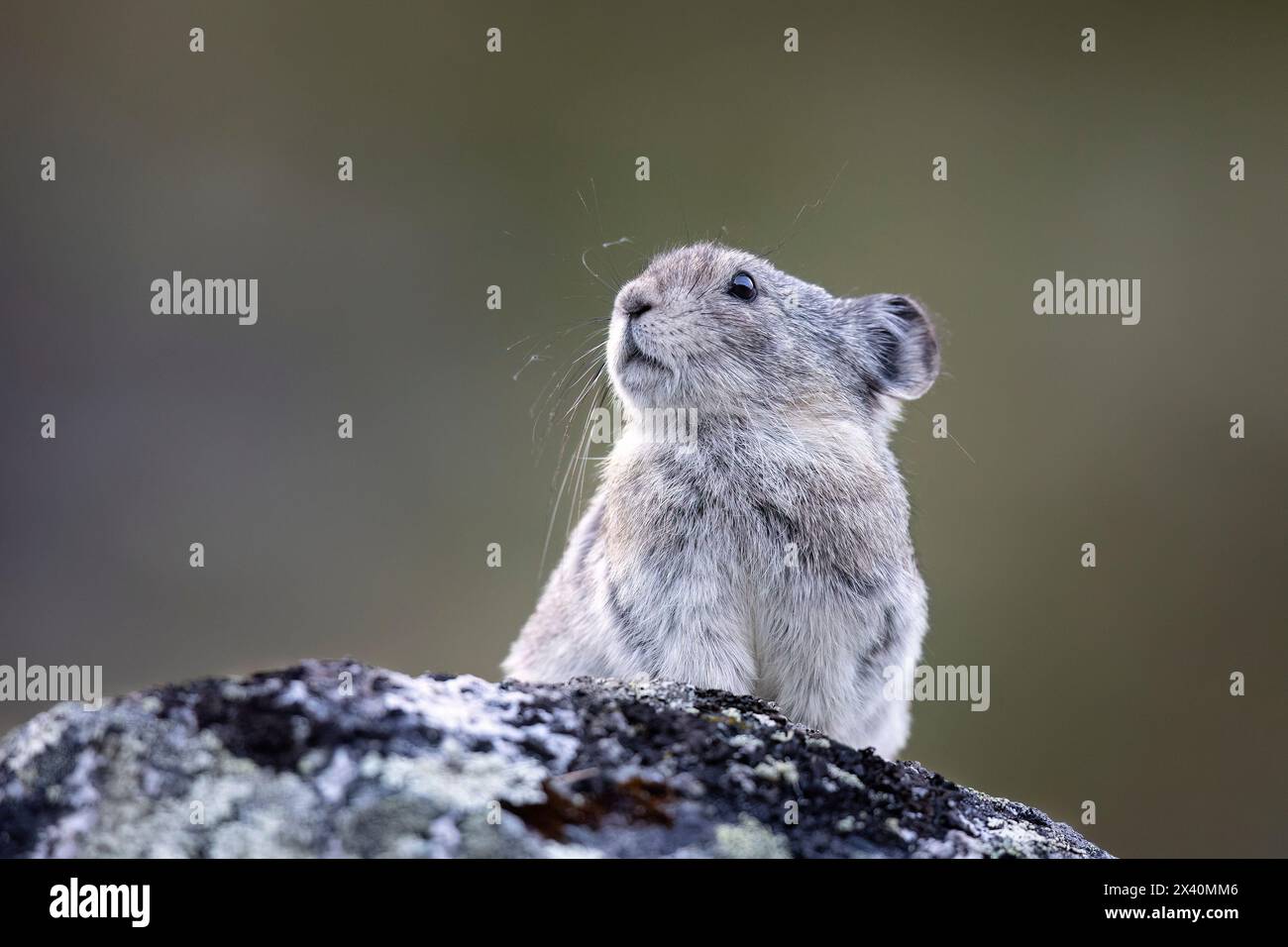 Portrait en gros plan d'un pika à col (Ochotona collaris) perché en alerte sur un rocher dans le col Hatcher du centre-sud de l'Alaska dans le Talkeetna Moun... Banque D'Images