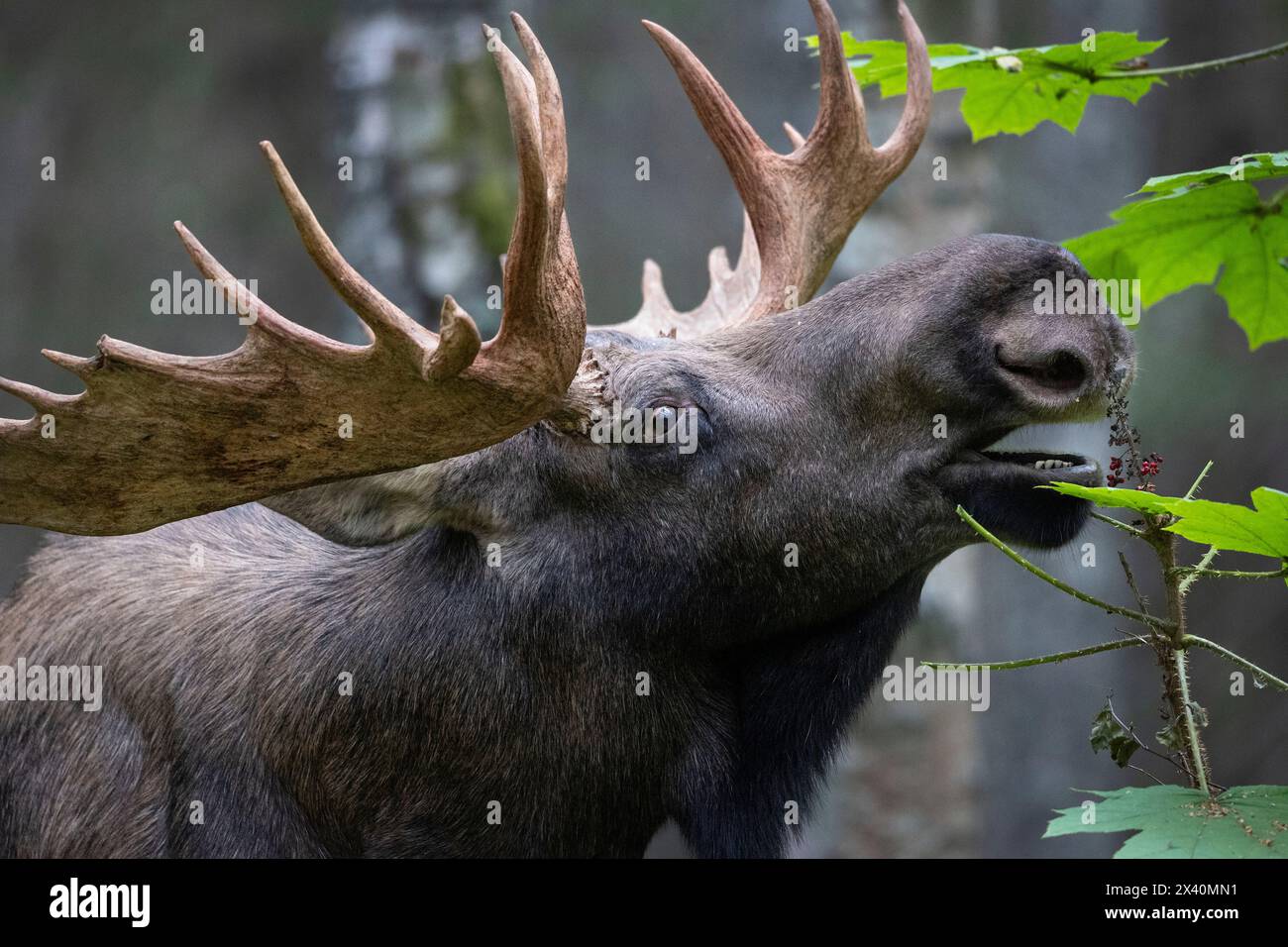 Gros plan d'un orignal mûr (Alces Alces) grignotant des baies mûres et rouges du club du diable près d'Anchorage dans la forêt boréale comme l'ornière, ou l'automne... Banque D'Images