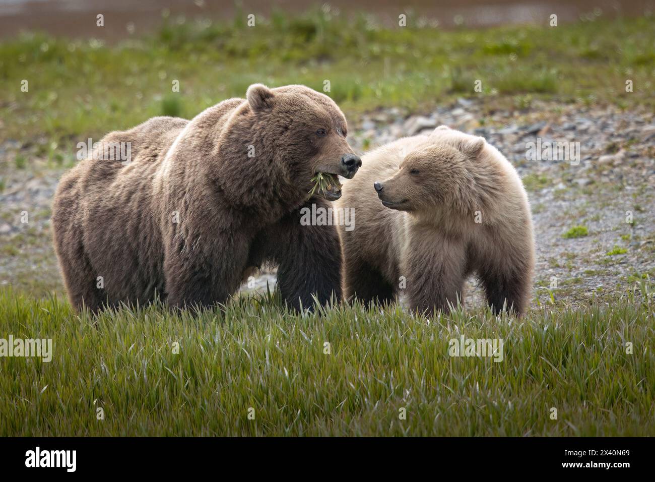 L'ours brun Sow (Ursus arctos) se nourrit de sedge alors que son petit d'un an regarde près de la rivière McNeil, en Alaska. Les ours bruns se rassemblent dans la région chaque printemps... Banque D'Images