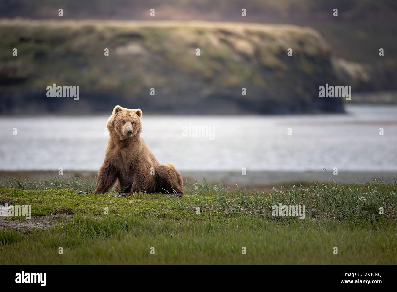 Un ours brun (Ursus arctos) frappe une pose réfléchie sur les plaines de la calèche près de la rivière McNeil ; Alaska, États-Unis d'Amérique Banque D'Images