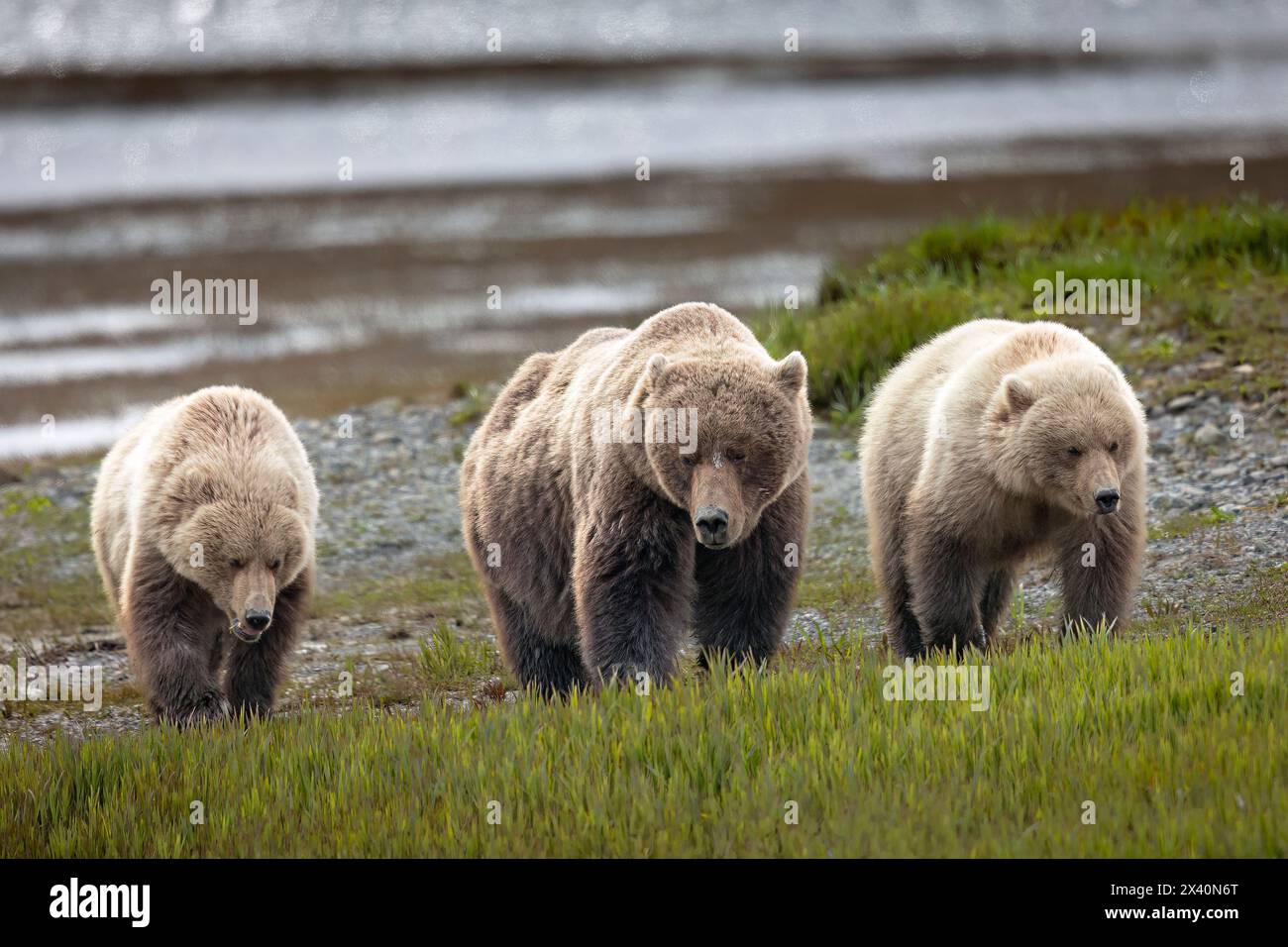 L'ours brun Sow (Ursus arctos) et ses petits d'un an patrouillent dans les plaines de sedge près de McNeil River, en Alaska. Les ours bruns se rassemblent dans la région chaque printemps... Banque D'Images