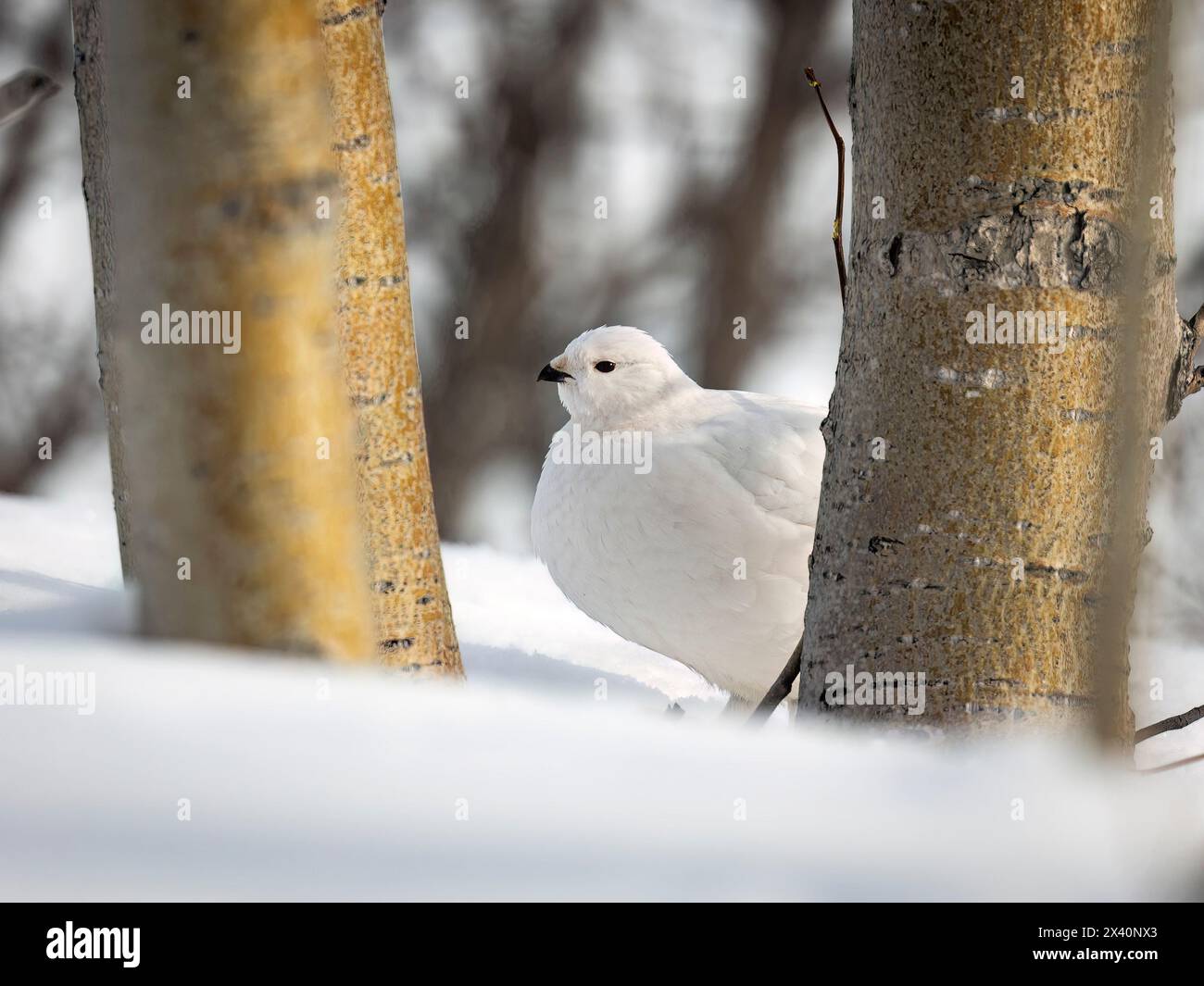 Un ptarmigan de saule (Lagopus lagopus) fait une pause entre des troncs de tremble qui s'échouent avec la lumière du soleil doré dans le parc d'État de Chugach, dans le centre-sud de l'Alaska Banque D'Images