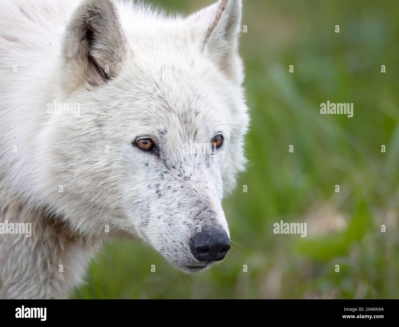 Portrait en gros plan d’un loup blanc (Canis lupus) qui chasse près de la rivière McNeil dans le sud-ouest de l’Alaska au début de juin. Les loups blancs ne sont pas rares ... Banque D'Images