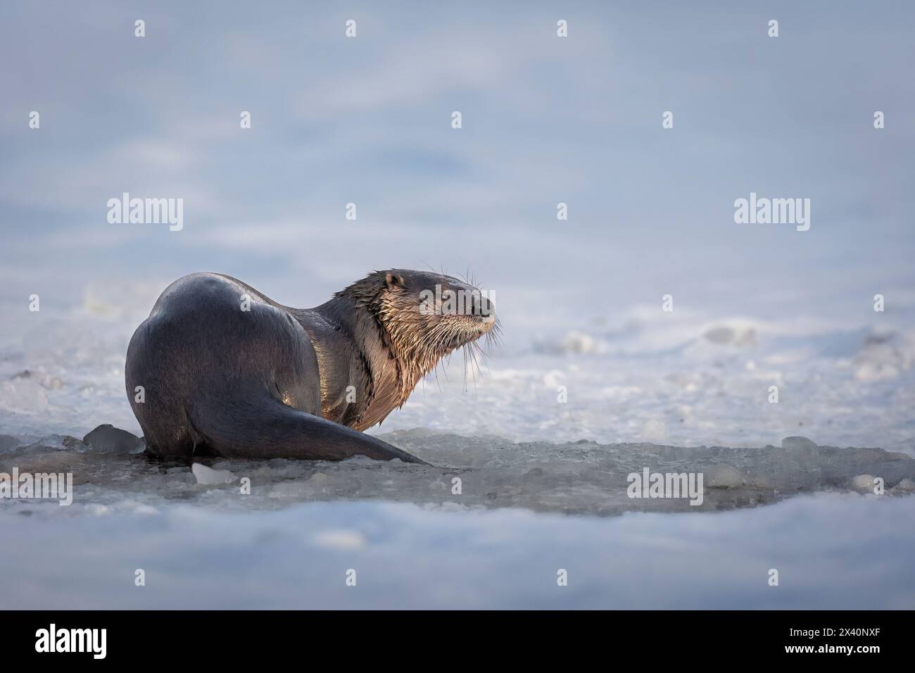 Portrait d'une loutre de rivière (Lutra canadensis) s'arrête près d'un trou de pêche sur la glace sur un lac de la région d'Anchorage. Les membres de la famille des belettes, les loutres en attrapent ... Banque D'Images