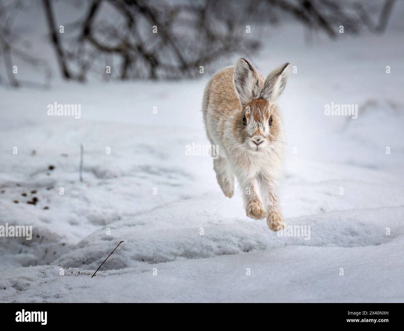 Un lièvre raquette (Lepus americanus) qui passe déjà du blanc hivernal au brun estival, borde la neige au début du printemps dans le centre-sud de l'Alaska Banque D'Images