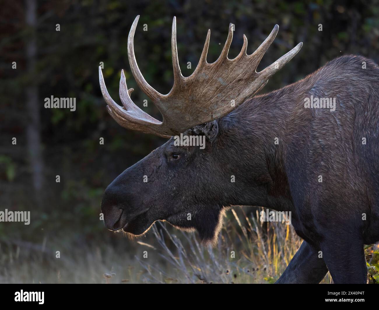 Un grand orignal taureau de l'Alaska (Alces alces) rôde dans un pré ouvert à la recherche de vaches pendant l'ornière à la mi-septembre. Les droits d'élevage sont normalement gagnés b... Banque D'Images