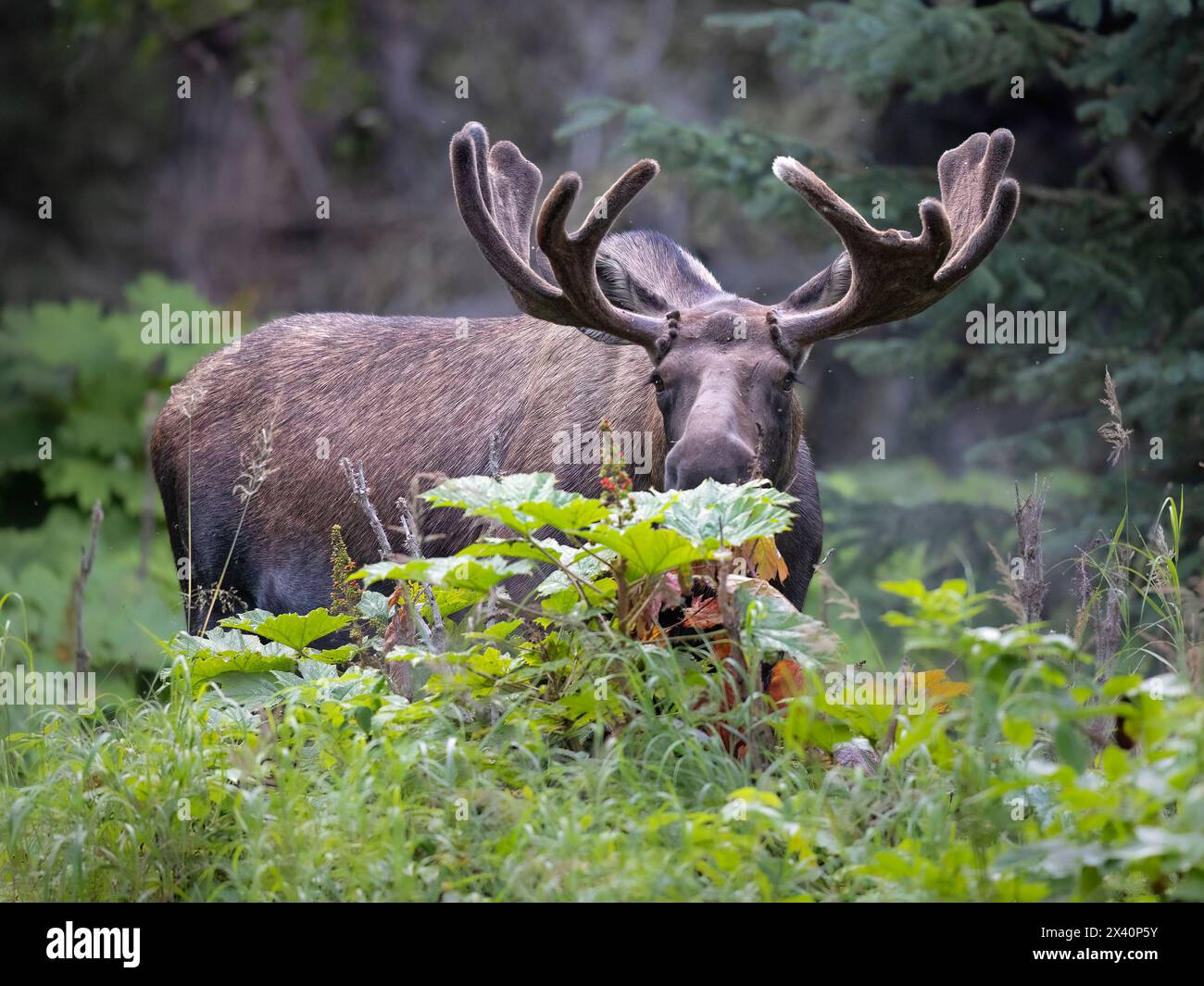 Le jeune orignal taureau (Alces alces) s'arrête devant un fourré du club du diable (Oplopanax horridus). Les forêts boréales de l'Alaska fournissent une excellente nourriture, couverture, et ... Banque D'Images