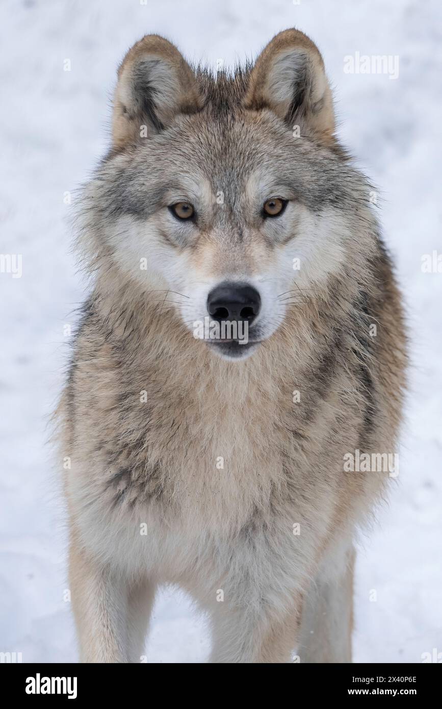 Gros plan d'un loup (Canis lupus) dans la nature faisant un contact visuel ; Haines Junction, Yukon, Canada Banque D'Images