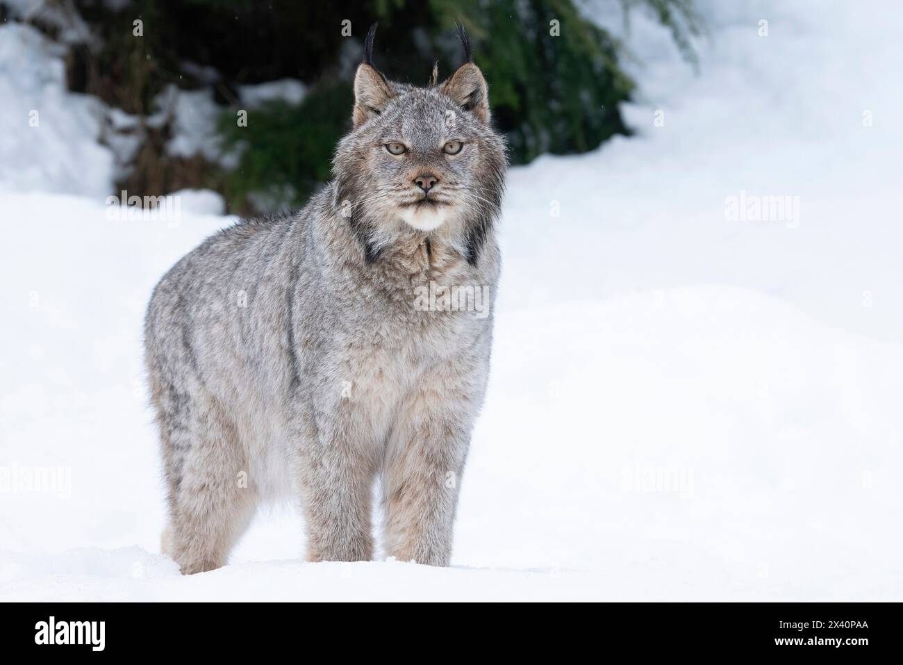 Lynx canadien dans la neige le long des routes du Yukon. Banque D'Images