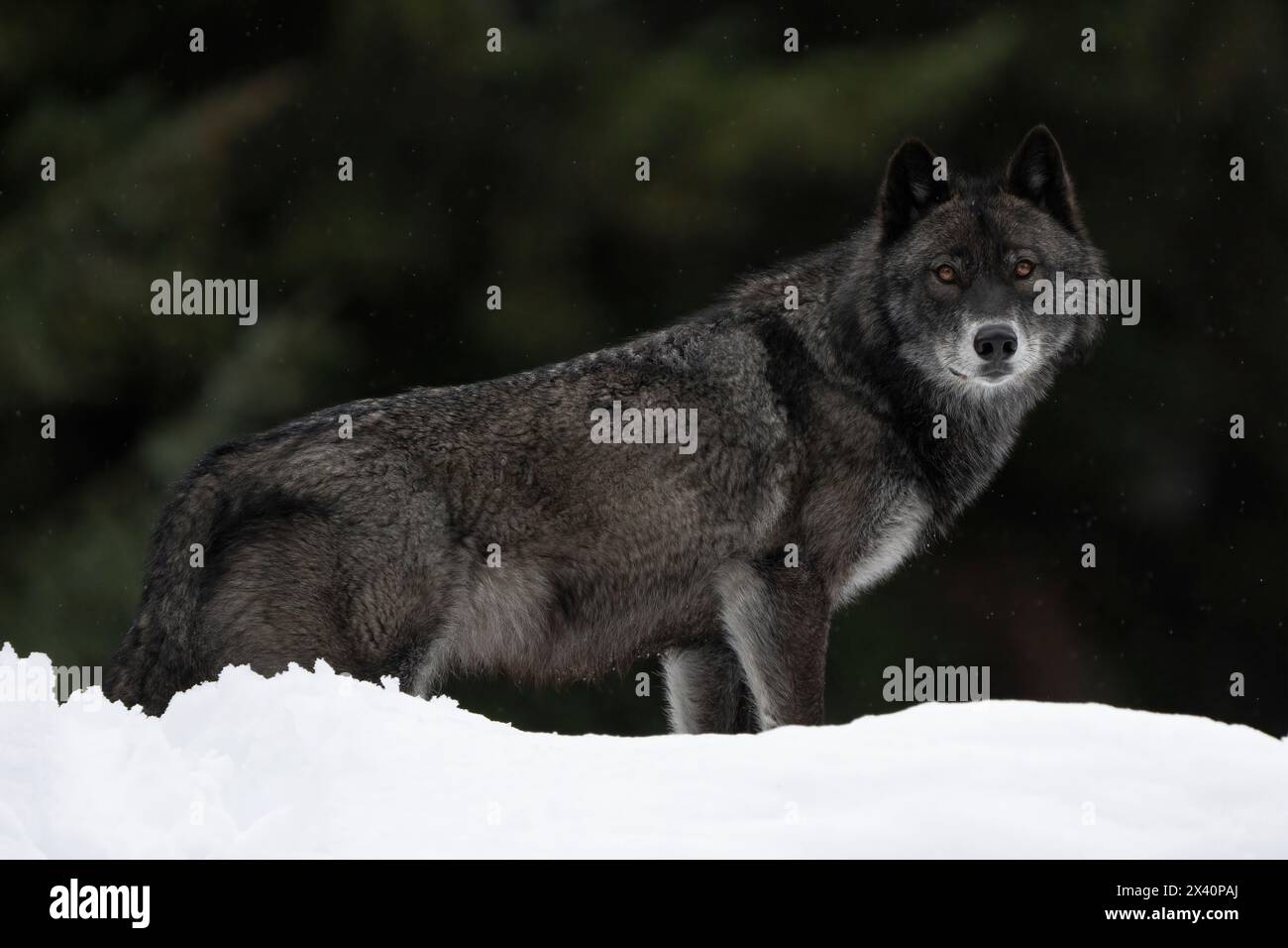 Portrait d'un loup noir (Canis lupus) dans la nature regardant la caméra depuis le sommet d'un banc de neige ; Haines Junction, Yukon, Canada Banque D'Images