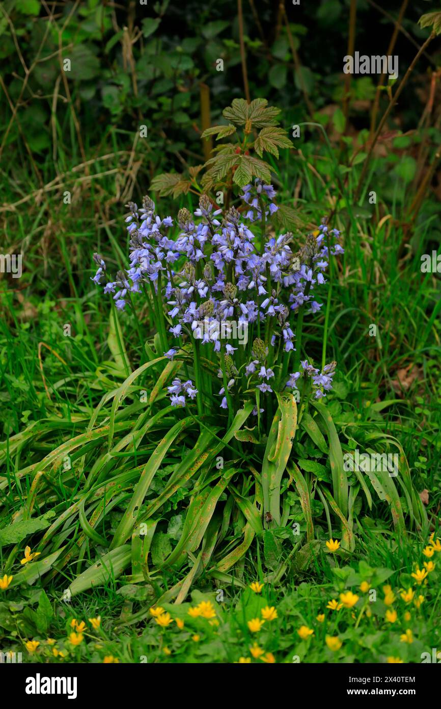 Bluebells. Hyacinthoides hispanica - printemps. Prise en avril 2024. Banque D'Images