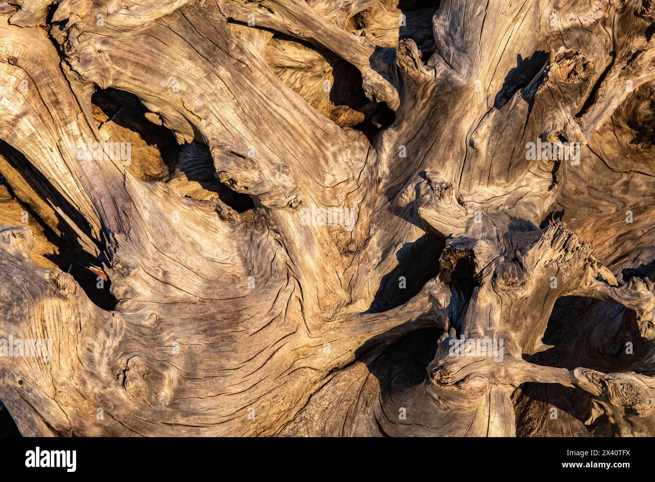 Gros plan, détail de bois flotté ensoleillé, tordu et séché dans le parc d'État Cape Disception ; long Beach, Washington, États-Unis d'Amérique Banque D'Images