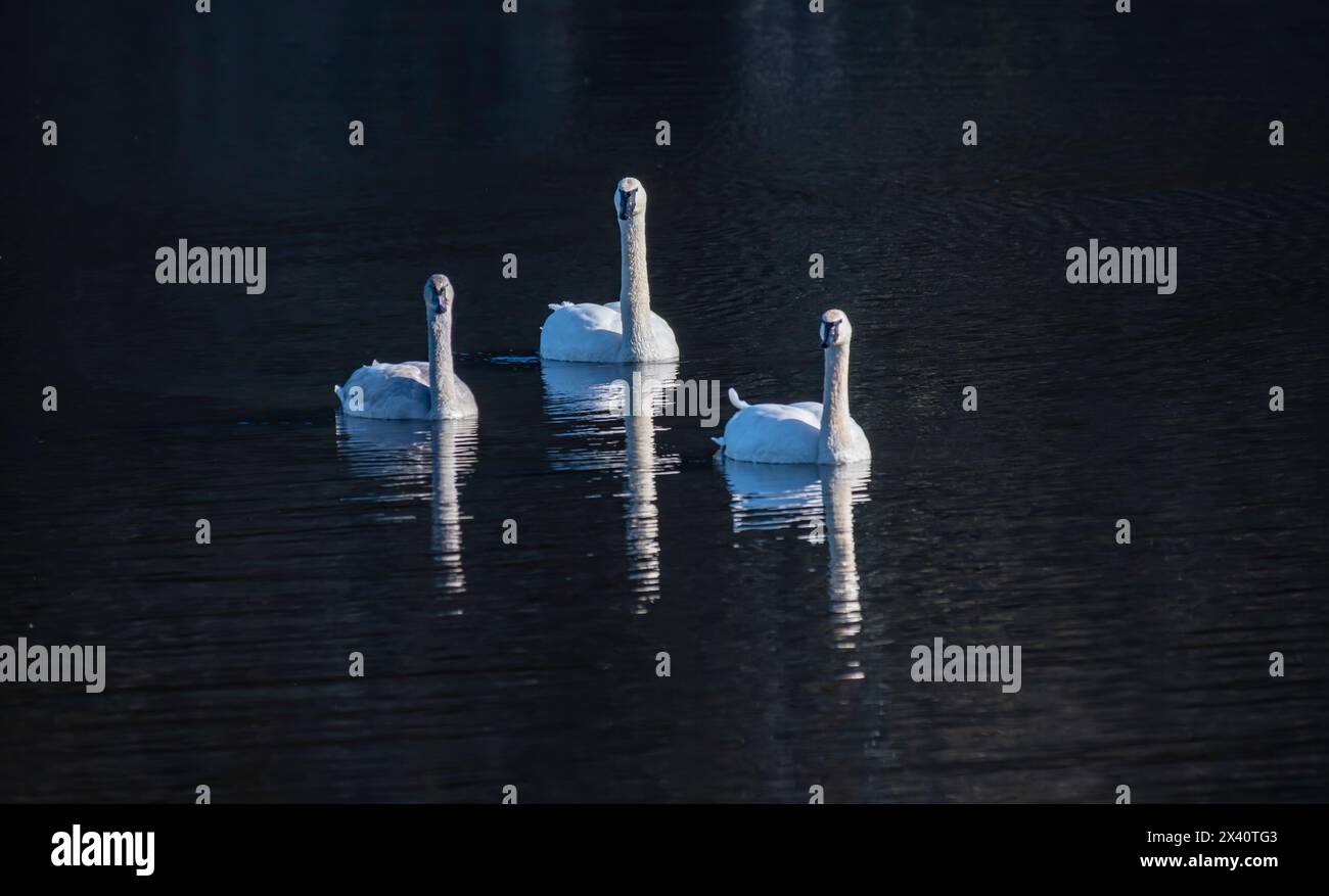 Trois cygnes de toundra (Cygnus columbianus) nageant vers la caméra sur Black Lake près d'Ilwaco ; Ilwaco, Washington, États-Unis d'Amérique Banque D'Images