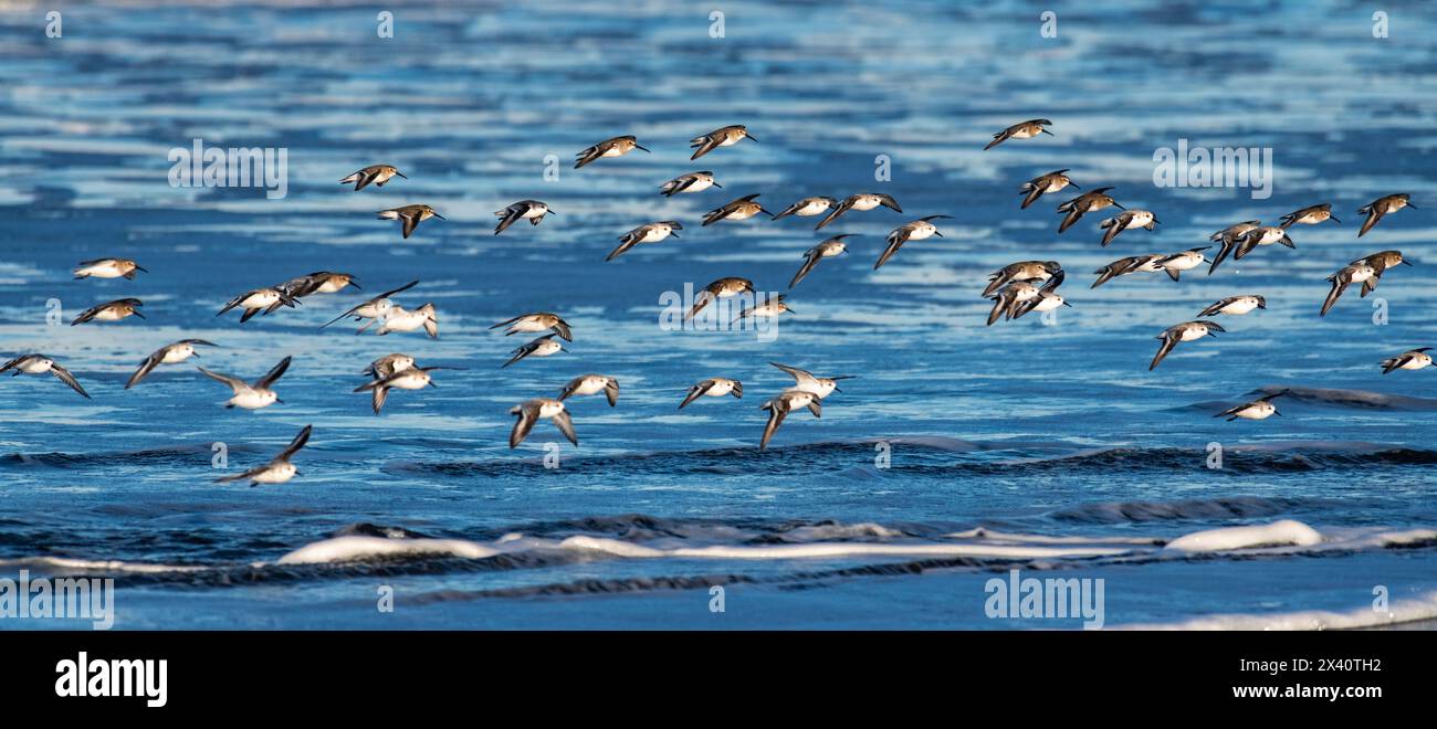 Troupeau d'oiseaux de mer Sanderling (Calidris alba) en vol au-dessus de la plage et des vagues à la plage de Cape Disception State Park près de l'embouchure de... Banque D'Images