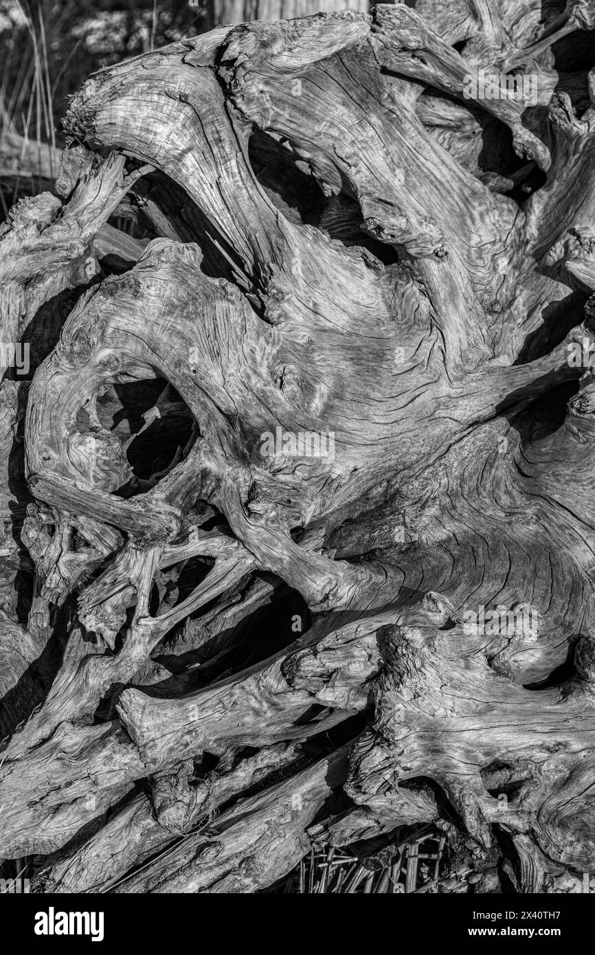 Détail monochrome de bois flotté tordu dans le parc d'État Cape Disception ; long Beach, Washington, États-Unis d'Amérique Banque D'Images