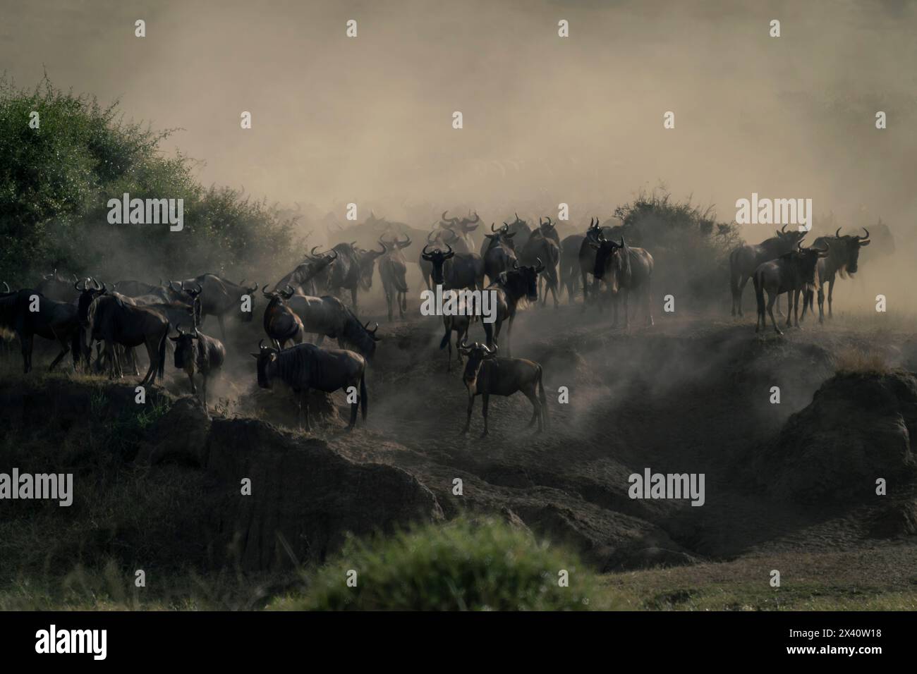 Peuplement de troupeaux de gnous bleus (Connochaetes taurinus) dans un nuage de poussière sur la rive du fleuve dans le parc national du Serengeti, Tanzanie Banque D'Images