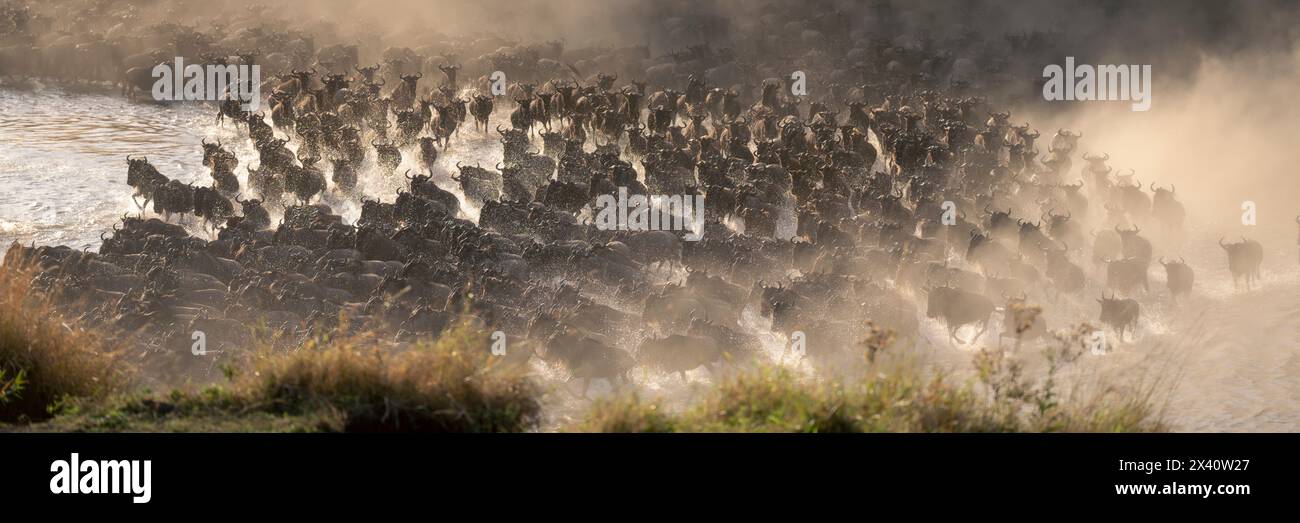 Panorama du gnous bleu (Connochaetes taurinu) traversant une rivière peu profonde dans le parc national du Serengeti ; Tanzanie Banque D'Images