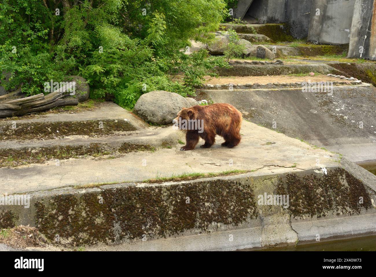 Ours grizzli Ursus arctos horribilis ou ours brun d'Amérique du Nord en captivité au zoo de Sofia, Sofia Bulgarie, Europe de l'est, Balkans, UE Banque D'Images
