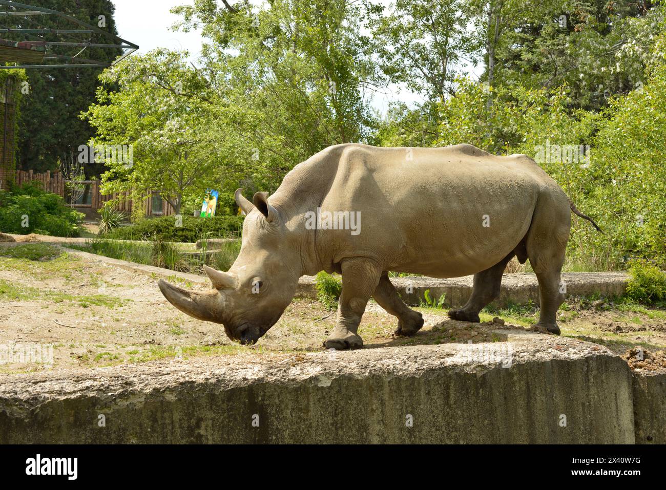 Rhinocéros blancs mâles Ceratotherium simum animal sauvage menacé d'extinction dans un habitat captif au zoo de Sofia, Sofia, Bulgarie, Europe de l'est, Balkans, UE Banque D'Images
