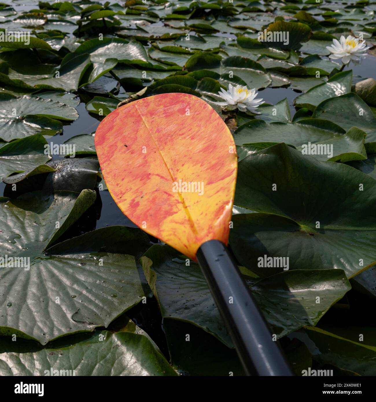 Pagaie de bateau et nénuphars avec fleurs (Nymphaeaceae) sur un lac ; Keewatin, Ontario, Canada Banque D'Images