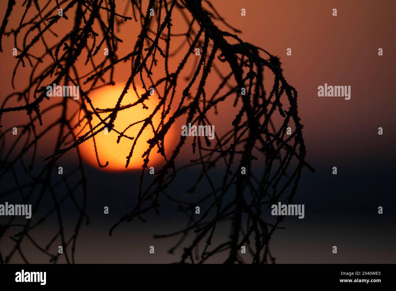 Soleil brillant chaud derrière une branche sans feuilles ; Lac des bois, Ontario, Canada Banque D'Images