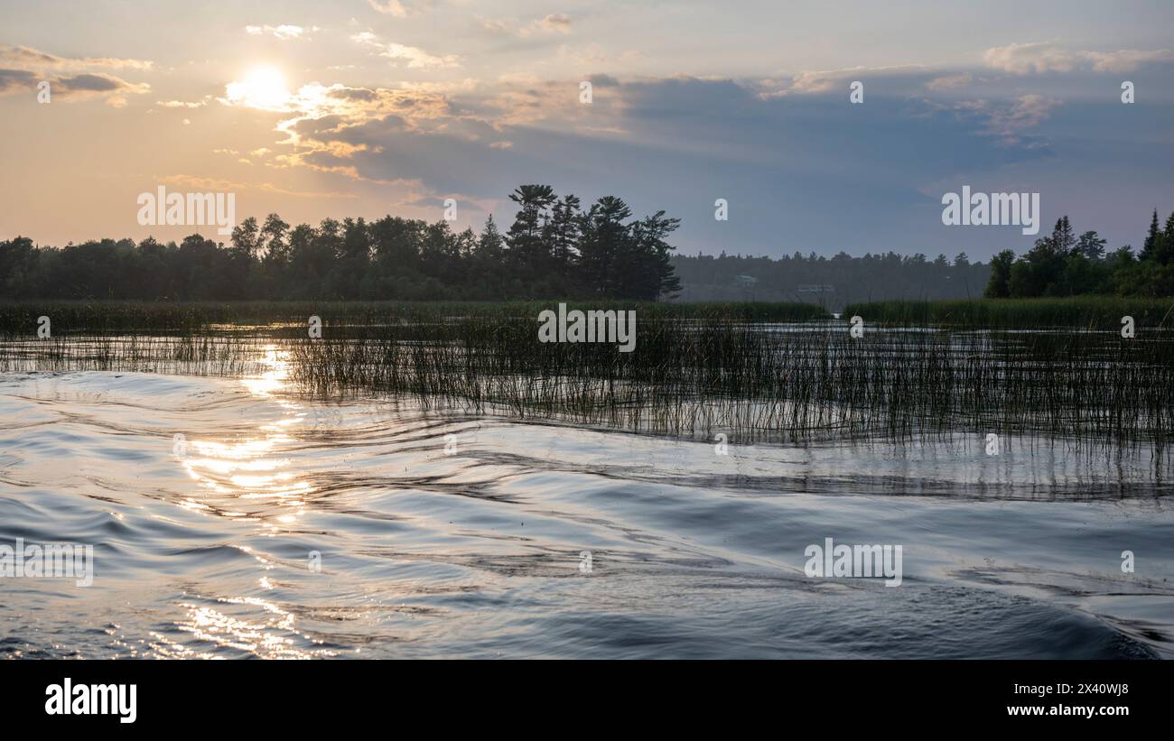 Lac tranquille avec des herbes reflète la lumière du coucher du soleil ; Lac des bois, Ontario, Canada Banque D'Images