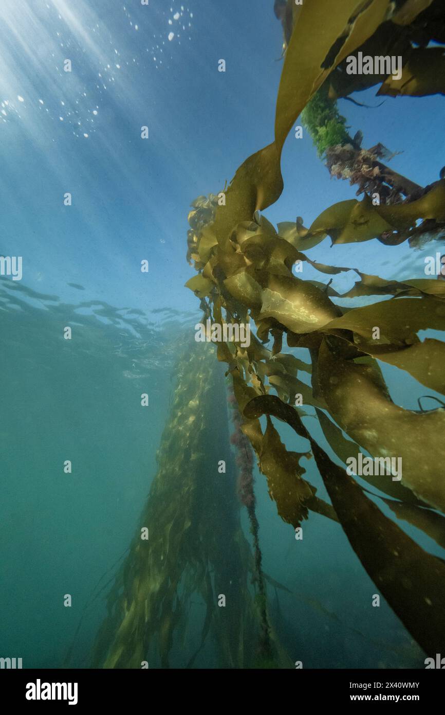 Varech poussant vers la lumière du soleil à la surface de l'eau dans la baie de Sooke ; île de Vancouver, Colombie-Britannique, Canada Banque D'Images