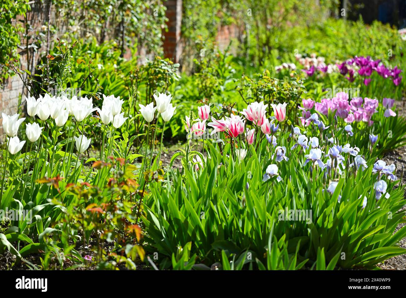 Belle exposition de fleurs printanières mélangées, y compris des tulipes et de l'iris barbu dans le jardin clos de Mottisfont Abbey Hampshire UK avril Banque D'Images